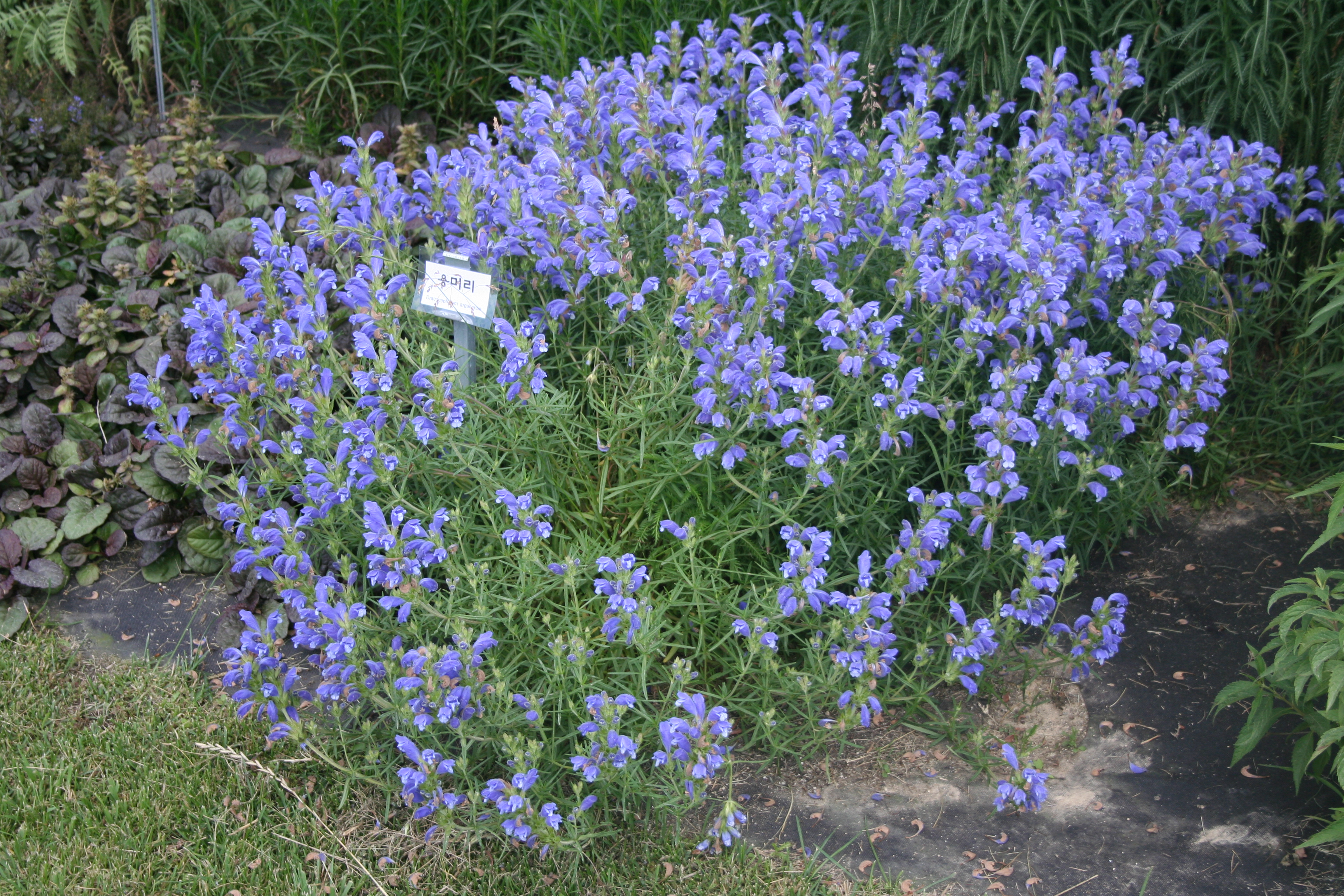 Dracocephalum argunense